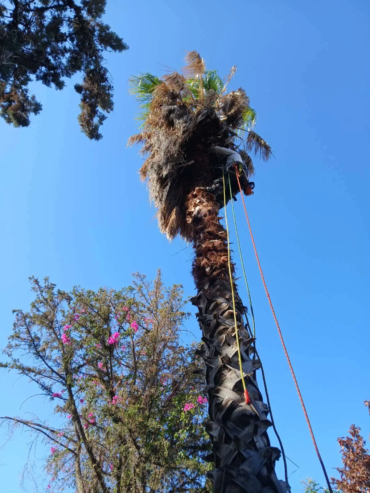 Κοπή και Κλάδεμα Ψηλών Δέντρων: Γιατί η Εξειδίκευση Είναι Απαραίτητη;