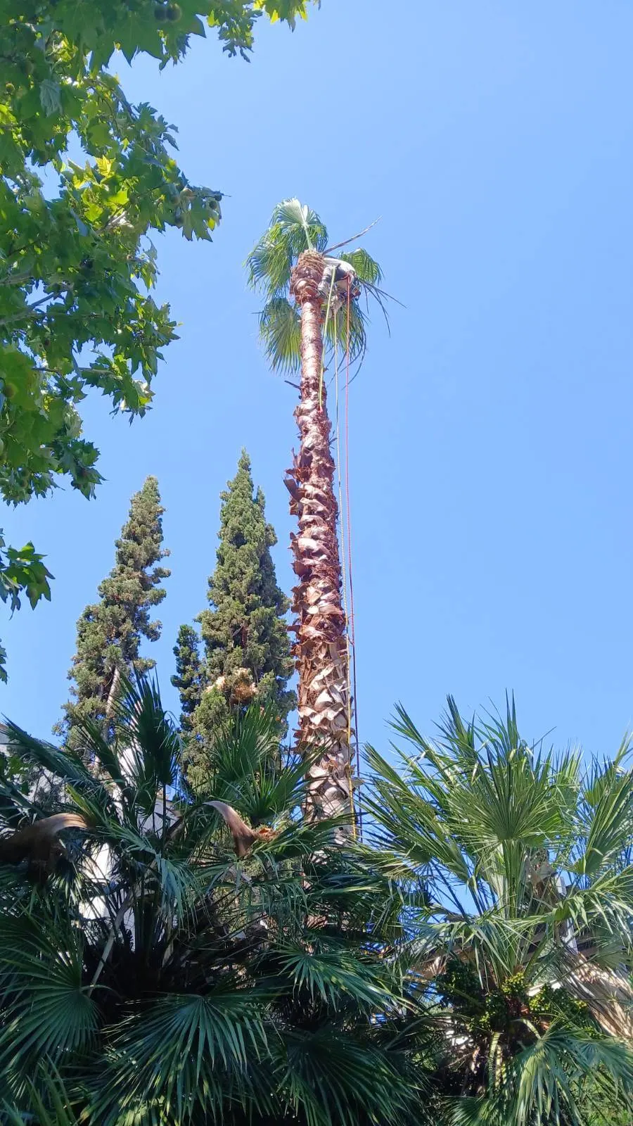 Φροντίδα Φοινικοειδών: Η Τέχνη του Arborist